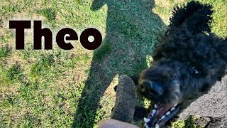 Standard Poodle Theo Overcomes Severe Dog and Human Aggression