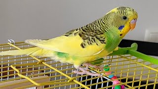 Фёдор the попугай. Приручение попугая к рукам.Федька Лайф #budgie #parrot #волнистыйпопугайчикФедька