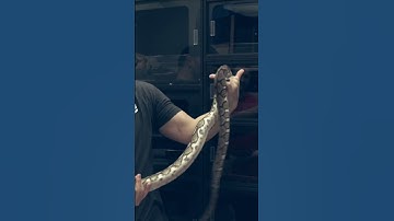 Anery Tiger Reticulated Python #shorts #snake #animals #pets #wildlife #reptiles