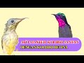Kolibri Betina Gacor Ngobra Suara Buat Ngecas Konin Jantan Mp3 - Mp4 Download