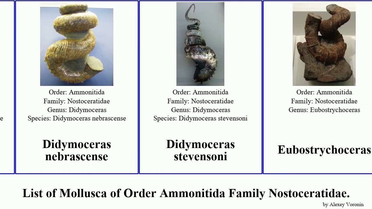 List of Mollusca of Order Ammonitida Family Nostoceratidae. didymoceras Studio nebrascense One