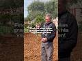 Italian grandpa Domenico shows us his vegetable garden!  #gardening  #italy