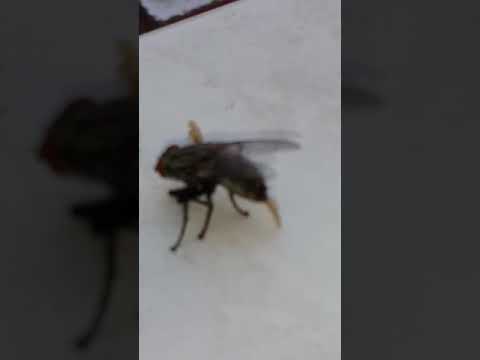 Video: Hoverfly Larvaları ve Yumurtaları - Bahçede Syrphid Sinekleri Nasıl Bulunur?