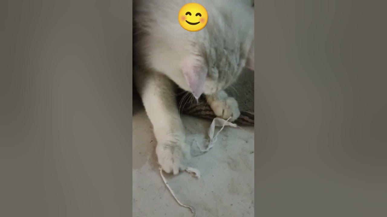 The cute cat ,chippi chippi chappa chappa - YouTube