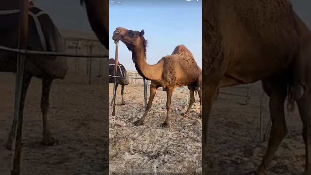 فرديات علي حمد ابوصلعا في قطر