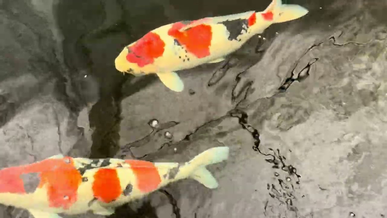 Odakan koi farm - day 3