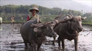 langgam meh rahino Pl.6 , by: Djoko Santosa