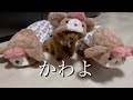 犬服購入品紹介