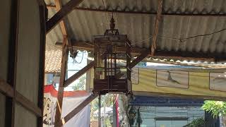 【小鳥の鳴き声】バリ島の食堂に響き渡る小鳥のさえずりが美しい