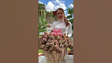 Top 10 các loại sen dễ chăm ( theo cảm nhận cá nhân mang tính chất tham khảo)