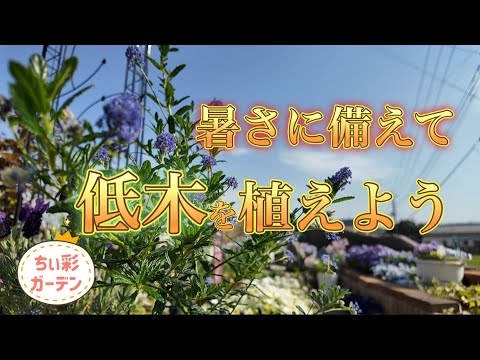 私の夏の庭 I want to plant some shrubs to prepare for the heat! - YouTube
