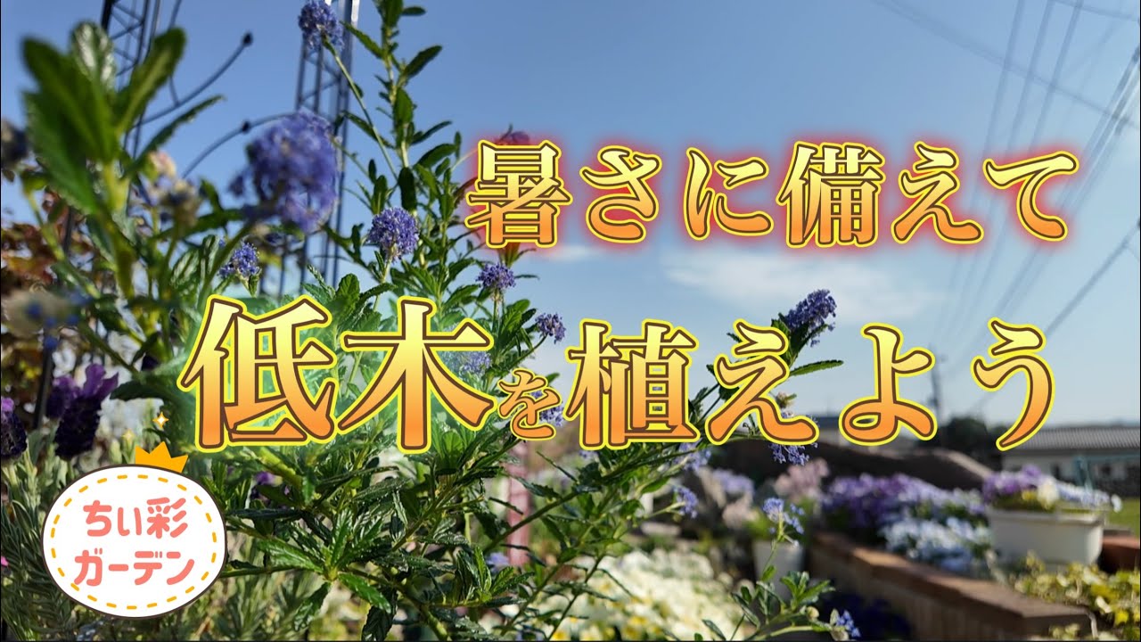 & 25㎝ 20㎝ abita 2025 | AZ8320 | シンコール ♬お庭の彩りに〜♬ その他