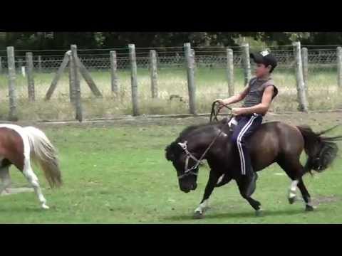 Oscar Alejandro enlazando al pony Coco