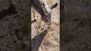 Sesi̇ Aç Ğalyaşam Öy