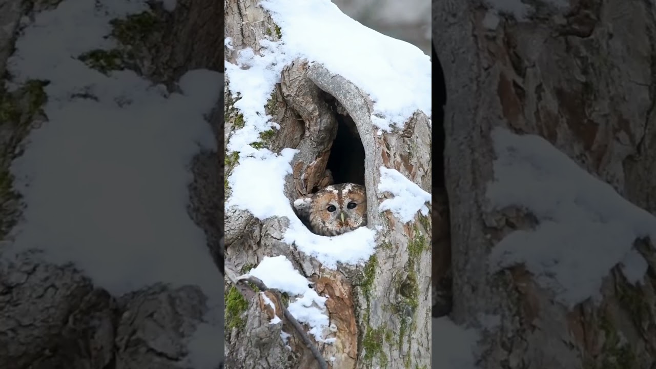 what is Harry Potters owl called YouTube