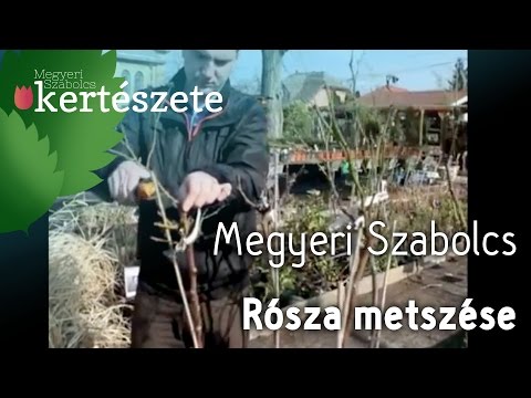 Videó: A hosszú szárú rózsabokor: Mik azok a hosszú szárú rózsák?