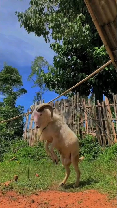 mengeluarkan domba garut agresif dari kandang nya