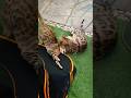 goofing around lol 😹🔋🥳#catshorts #funnycats #catsplaying #cat