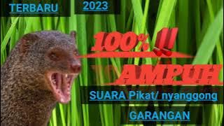 TERBARU2023‼️suara pikat garangan jernih&uh