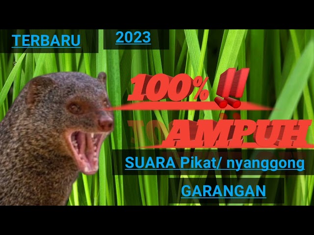 TERBARU2023‼️suara pikat garangan jernih&uh class=