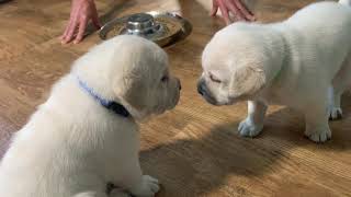 Lab Puppies have their FIRST meal of REAL food!