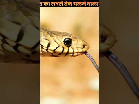 भारत का सबसे तेज़ चलने वाला सांप 🐍🐍 #shorts​ #trending​