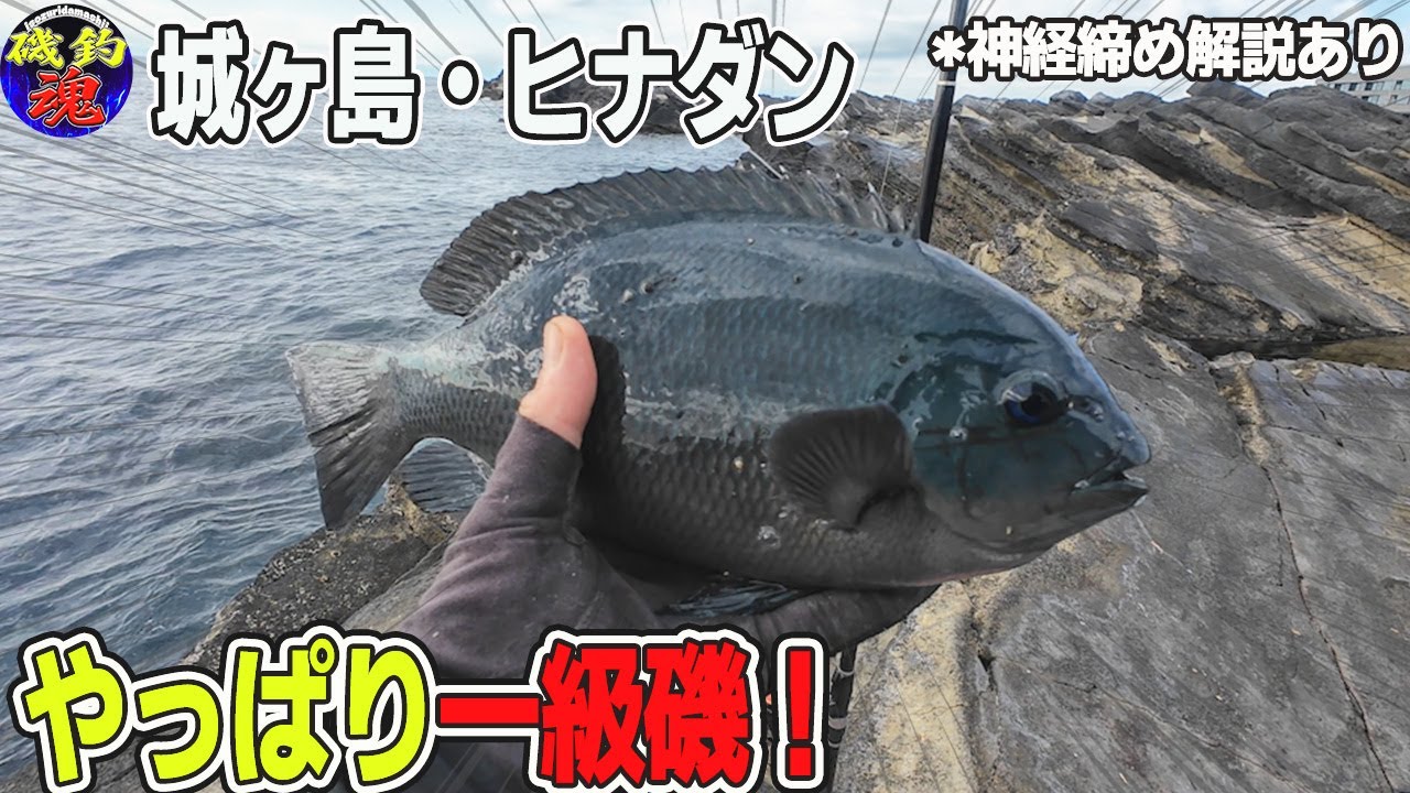 【2025年12月・城ヶ島】やっぱり一級磯だった!思い通りに釣れた日＜メジナ＆クロダイ＞