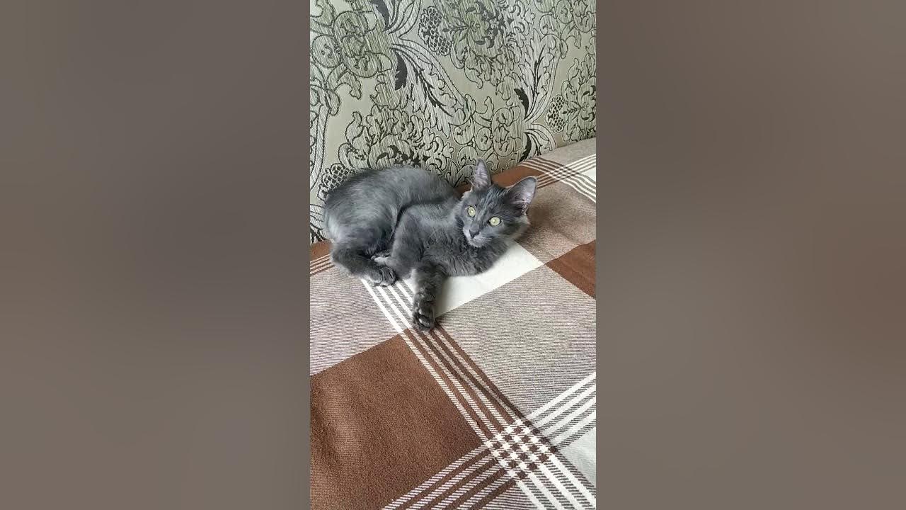 Кот орех. Кот орех