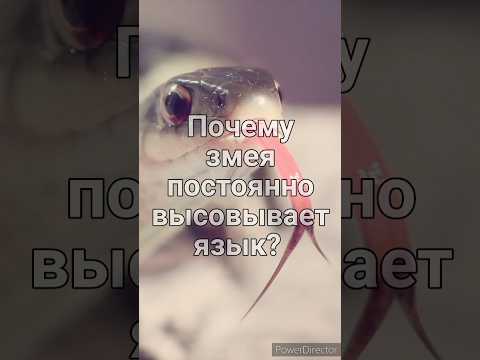 Почему змея постоянно высовывает язык? #интересно #информация #познавательное #животные #fact