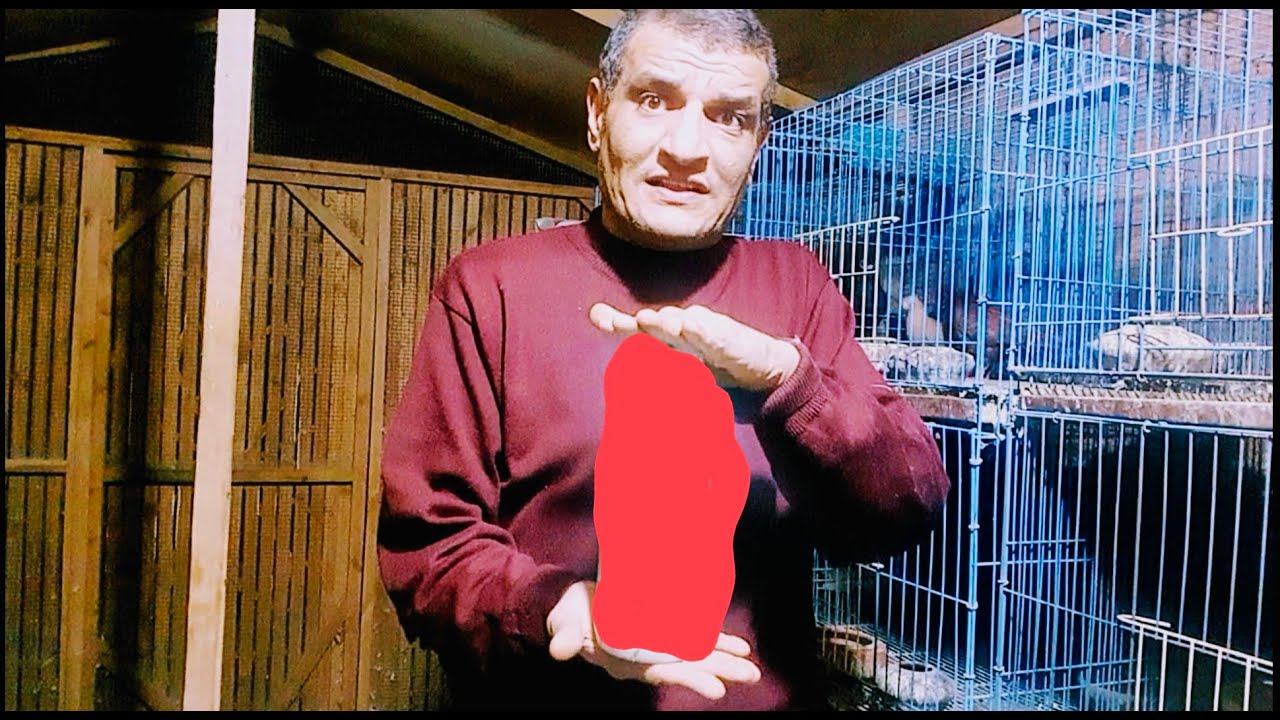 أقوي مضاد حيوي طبيعي نستخدمه مع الحمام والطيور منتج متوفر وسعره مناسب شوف الحلقة #م_أسامة_حسين