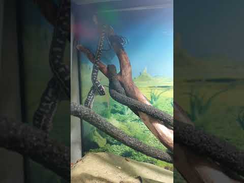 **feeding video** south-west carpet python