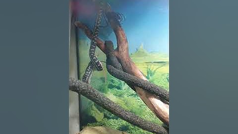 **feeding video** south-west carpet python