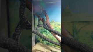 **feeding video** south-west carpet python