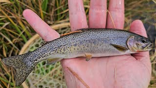 Catching Westslope Cutthroat Trout in Yellowstone National Park