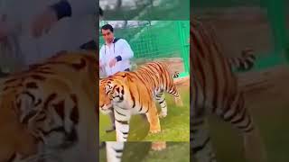 The Job Of A Tiger Breeder🐅🐅