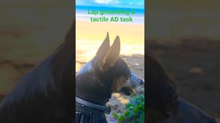 8980. Sit lap grounding & tactile distractions wildlife dog beach 18 April 2026 AK