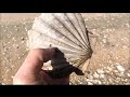 A Fossil Collecting Adventure | Aquachigger