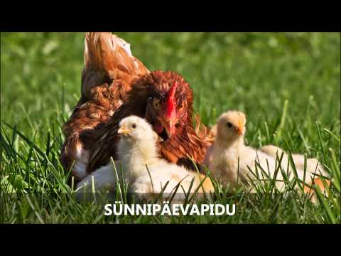 Video: Täidisega Kana Piduliku Laua Jaoks