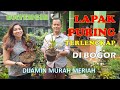 Download Lagu AKHIRNYA KETEMU LAPAK TANAMAN HIAS PURING TERLENGKAP, TERSEMBUNYI.