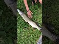 щука на Патриках 3.6 кг #fishing #рыбалка #щуканаджиг #carp #carpfishing