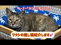 【シェルターライブ】大学生ボラさんの推し猫は? 1年越しで触れるようになった、ふっか母さんに感動🥹🎉 次はふっくん(息子)の番だよ👌