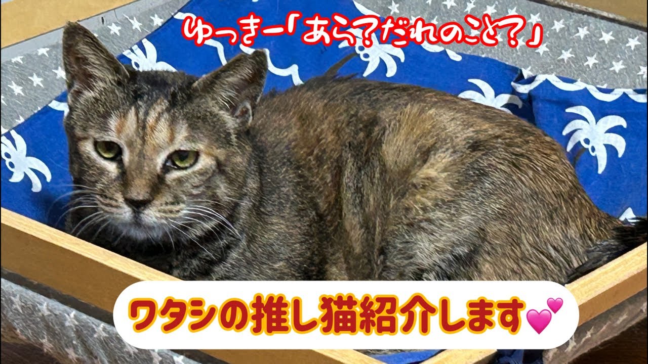 【シェルターライブ】大学生ボラさんの推し猫は？　1年越しで触れるようになった、ふっか母さんに感動🥹🎉　次はふっくん(息子)の番だよ👌