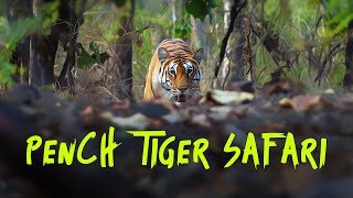 Rukhad Zone  Pench Tiger Reserve | Palash Villa Homestay  4K Video