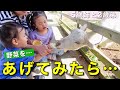 食いしん坊姉弟がヤギにごはんをあげてみた結果…