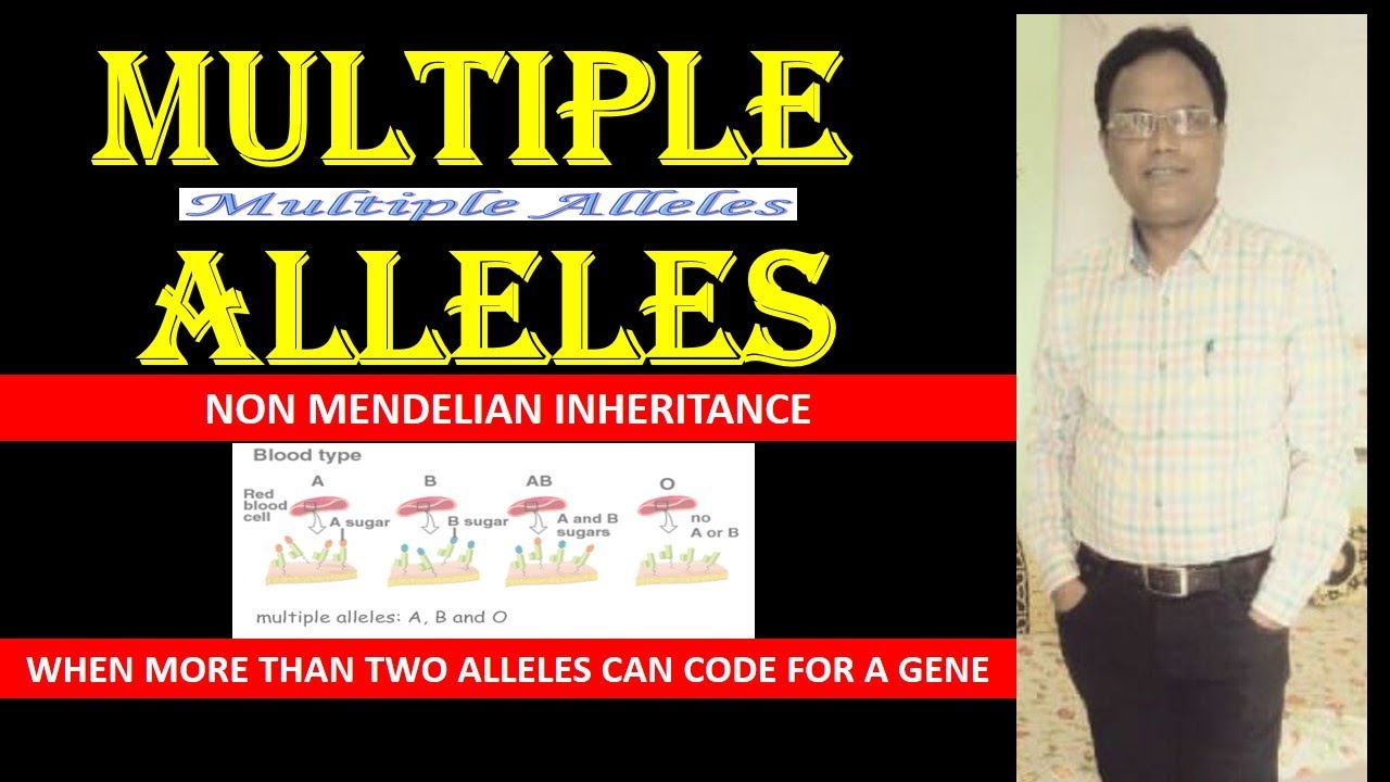 Multiple alleles | UG,PG,SET,NET,NEET | By: Dr. R. N. Chavhan