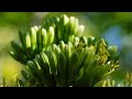 Buscando zarzamora en el campo y cocinando una deliciosa comida