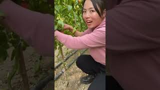 美しい自然 - Inspur Fresh Fruit 業界 #0366 の素晴らしいビデオ screenshot 4