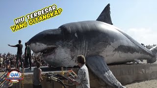 Hiu Terbesar Di Dunia Yang Pernah Di Tangkap Manusia  Gede Banget Ukurannya Kapal Pesiar Lewat