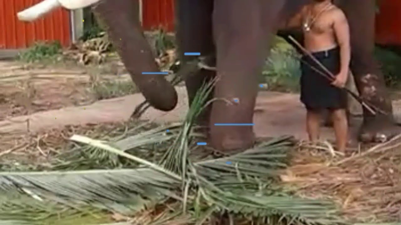 How much loved the Elephant to his master