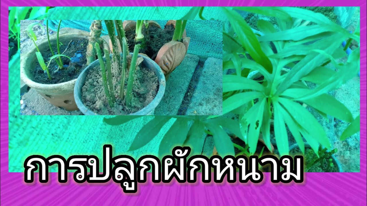 การปลูกผักหนาม